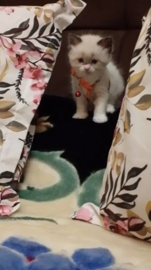 cat persan ragdoll