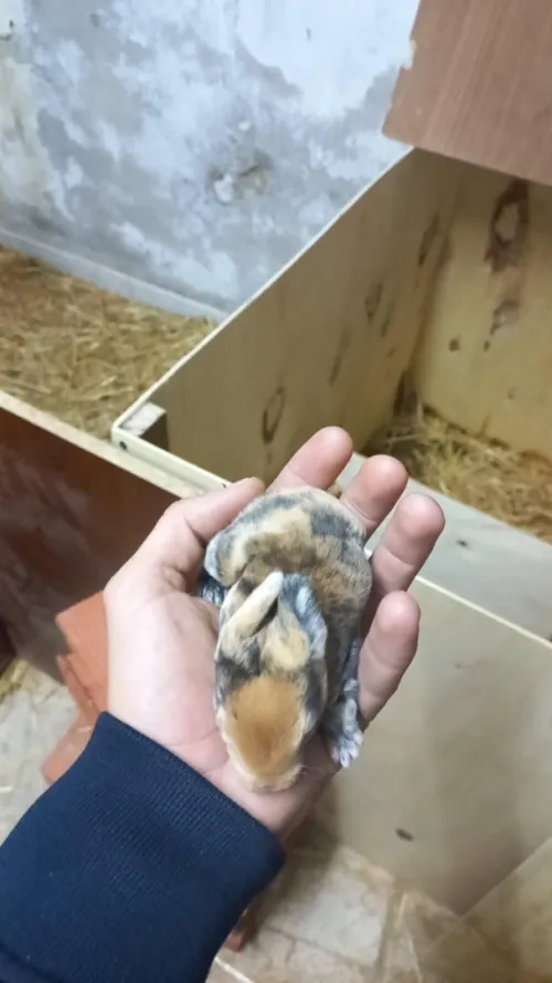 lapin