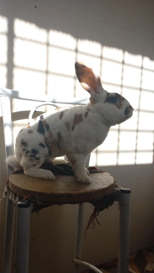 lapin