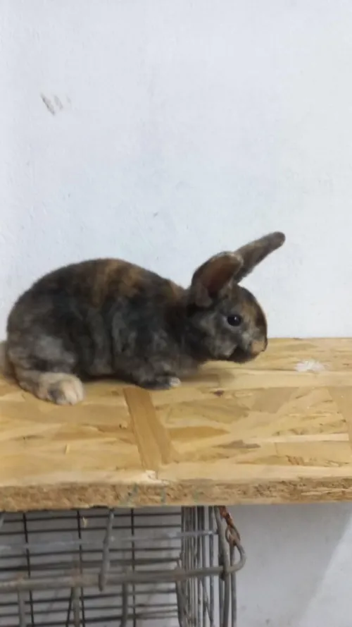 lapin