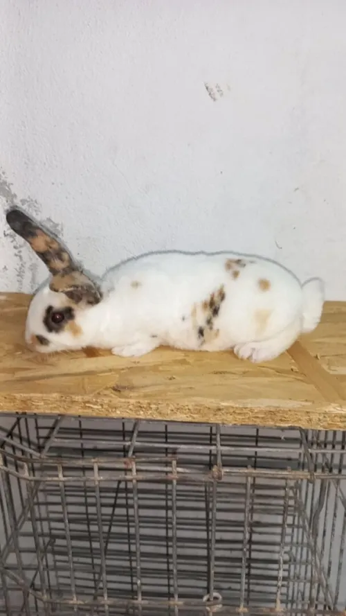 lapin