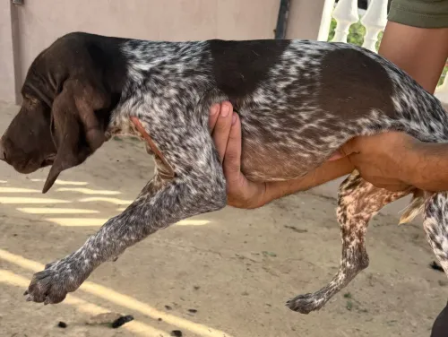 Chiot braque allemand