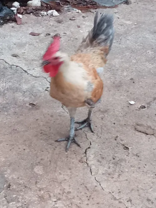 سرادك عرب