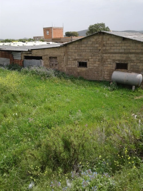 Location Terrain Agricole Skikda Azzaba