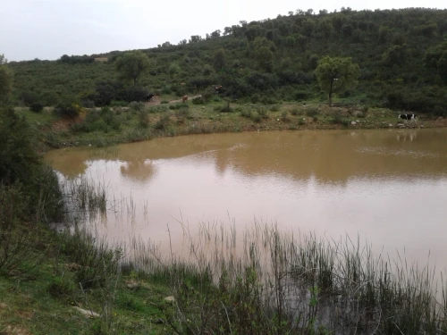 Location Terrain Agricole Skikda Azzaba