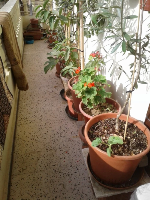 Vente Appartement Niveau de villa F5 Skikda Skikda