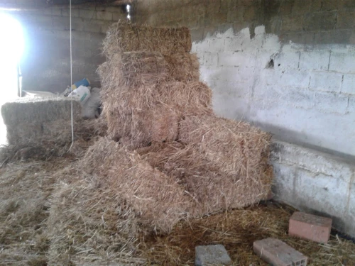 Location Terrain Agricole Skikda Azzaba
