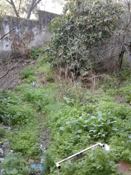 Vente Terrain Skikda Skikda
