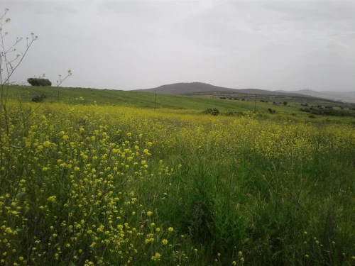 Location Terrain Agricole Skikda Azzaba