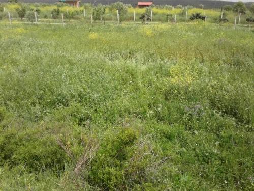 Location Terrain Agricole Skikda Azzaba