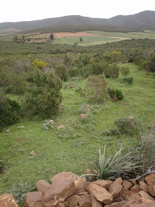 Location Terrain Agricole Skikda Azzaba