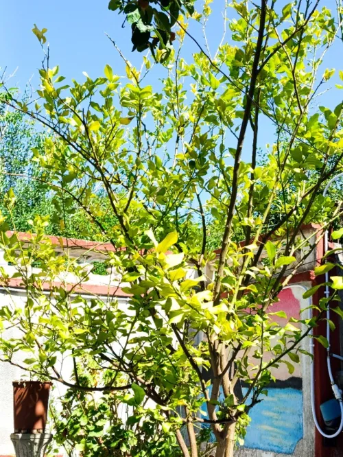 Vente Villa Jijel Jijel