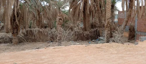 Vente Terrain Ouargla Ouargla