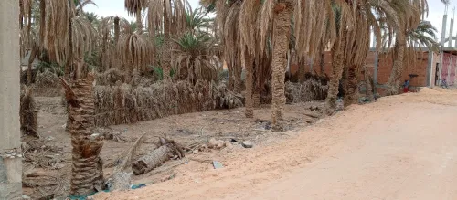 Vente Terrain Ouargla Ouargla
