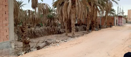 Vente Terrain Ouargla Ouargla