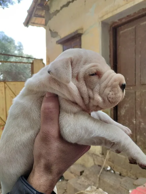Chiot dog argontino