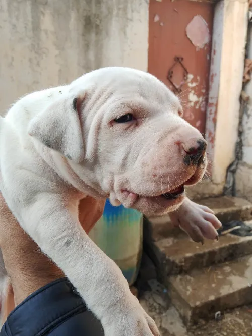 Chiot dog argontino