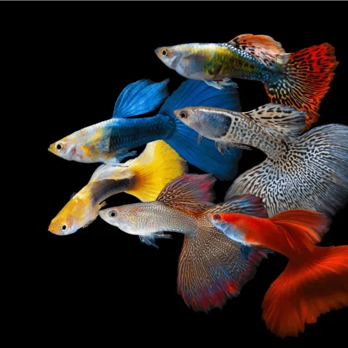 guppy et xipho disponible
