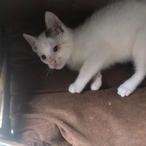 Cherche adoption