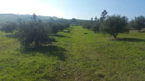 Vente Terrain Agricole Mila Mila