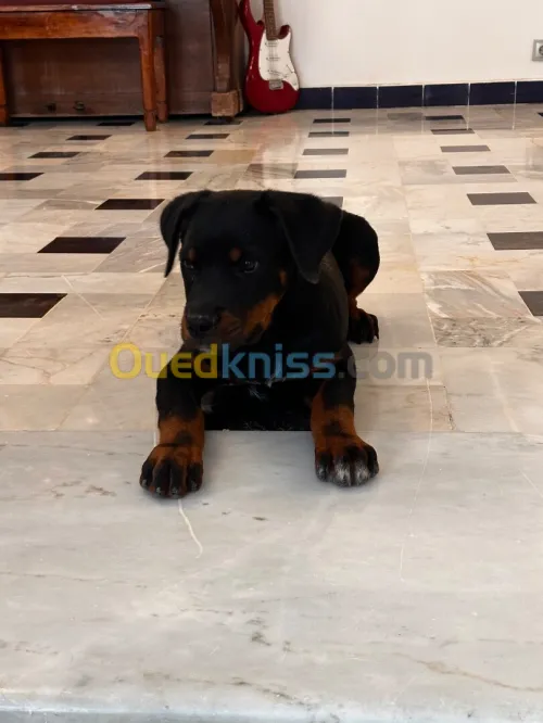 Chiot Rottweiler 2 mois