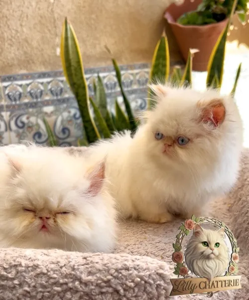 Persan Himalaya picky face