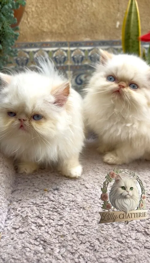 Persan Himalaya picky face