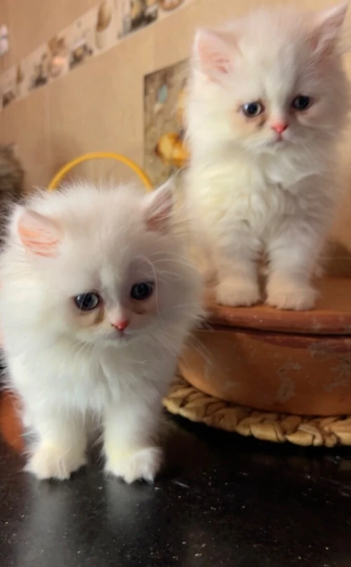 Chats Persans pures races