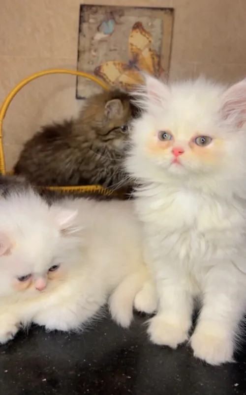 Chats Persans pures races