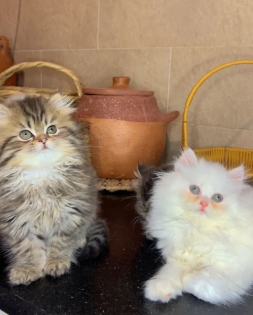 Chats Persans pures races