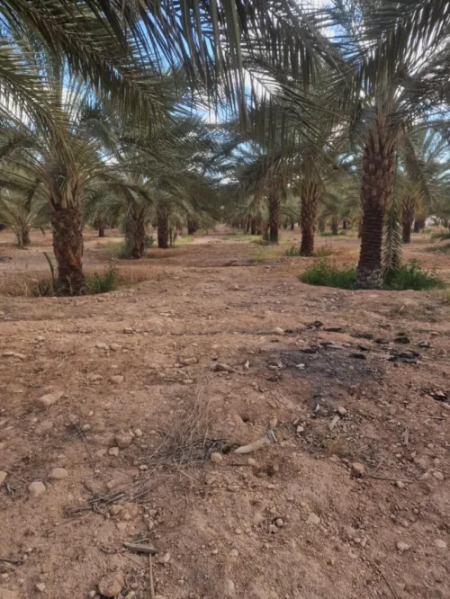 Vente bien immobilier Ouled Djellal Doucen