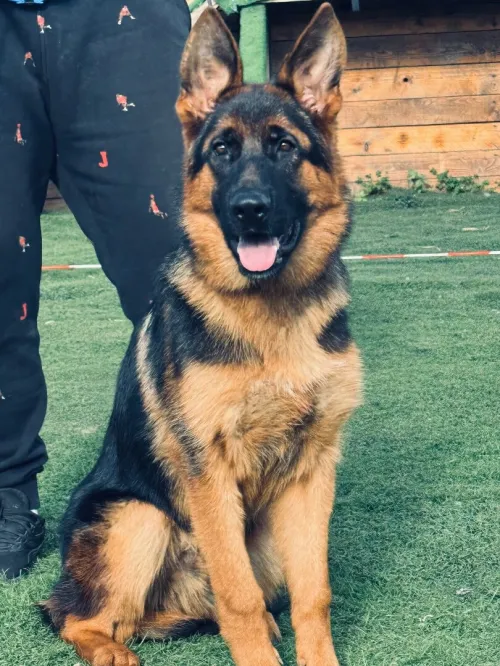 Berger allemand pédigrée mâle  6 mois