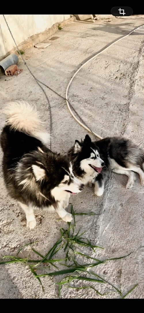 Couple Husky malamute