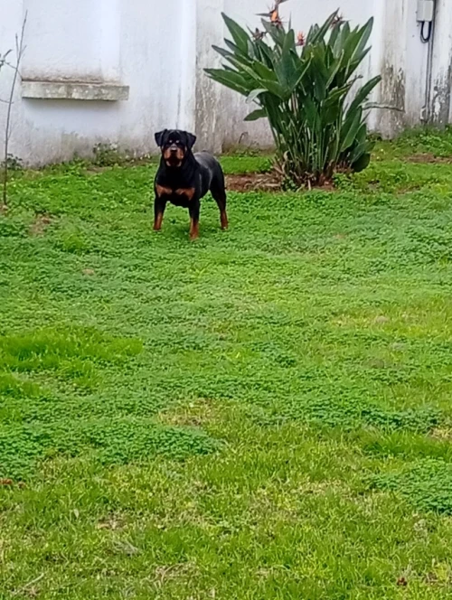 Mal rottweiler pour accouplement