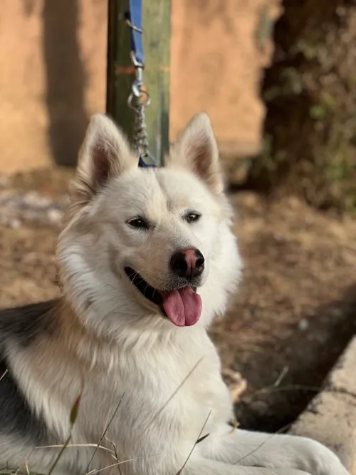 Husky
