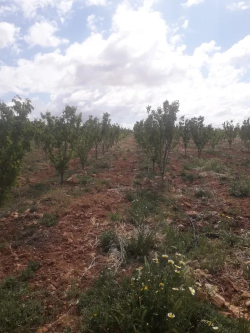 Vente Terrain Agricole Djelfa Ain oussara