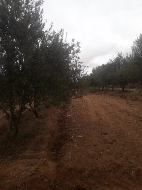 Vente Terrain Agricole Djelfa Ain oussara
