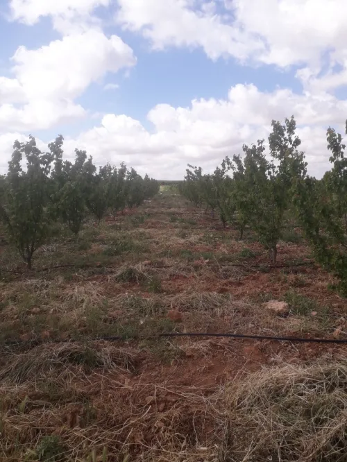 Vente Terrain Agricole Djelfa Ain oussara