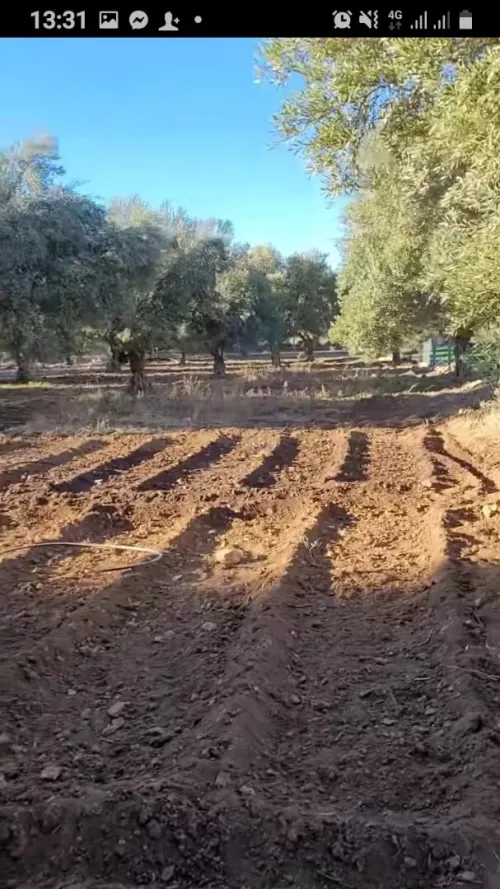 Vente Terrain Agricole Djelfa Ain oussara
