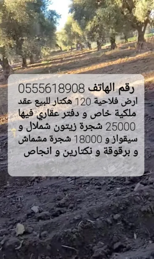 Vente Terrain Agricole Djelfa Ain oussara
