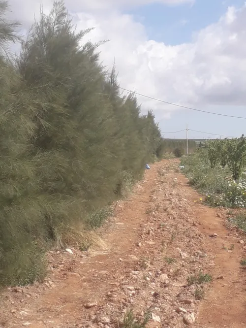 Vente Terrain Agricole Djelfa Ain oussara
