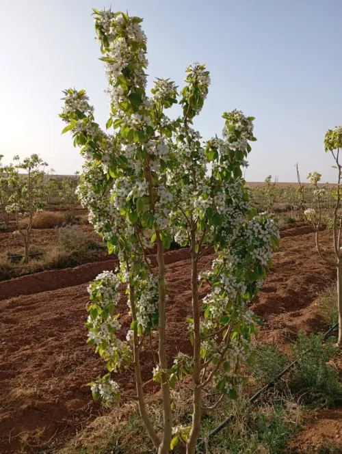 Vente Terrain Agricole Djelfa Ain oussara