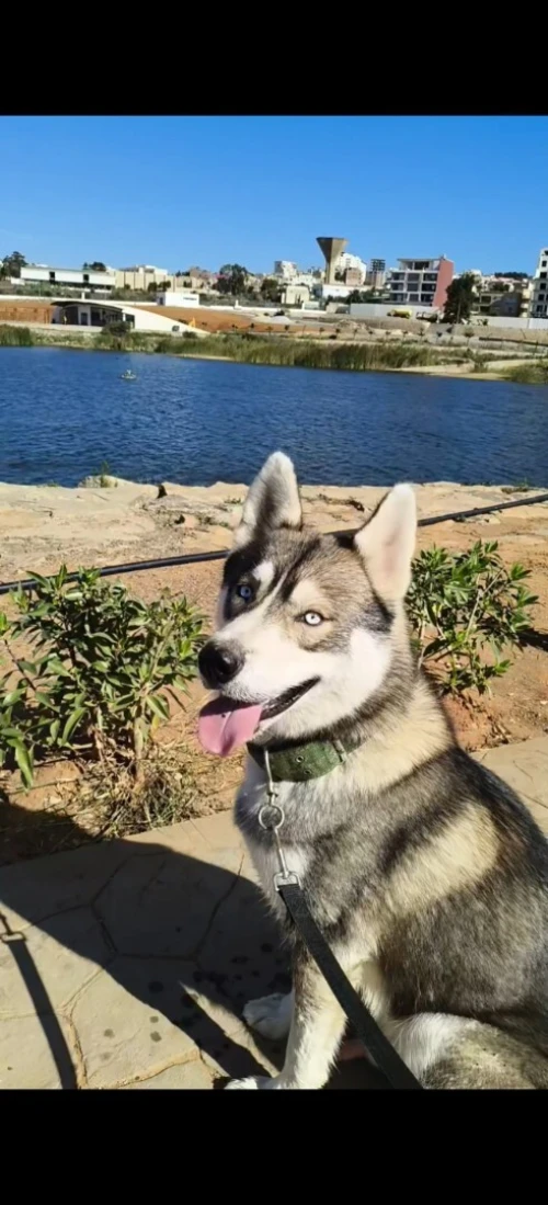 huskyrace sibérien