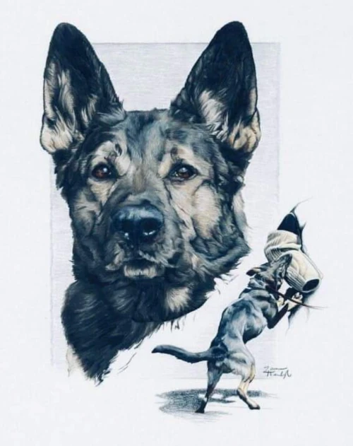 Dresseur de chien à domicile Alger
