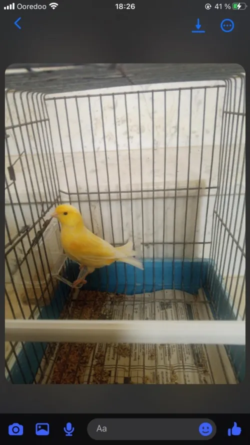 canari ordinaire 