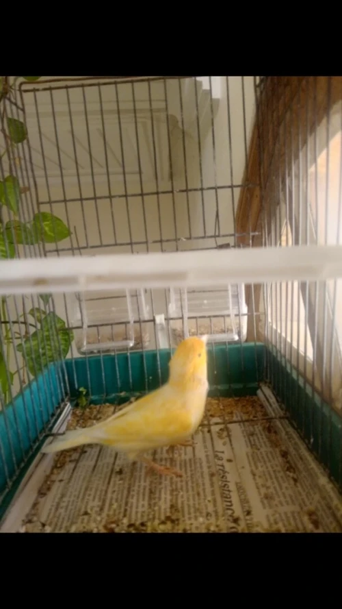 canari ordinaire 