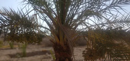 Vente Terrain Agricole Biskra El hadjeb