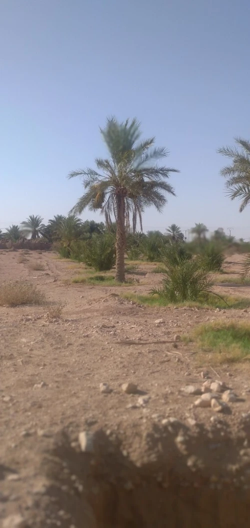Vente Terrain Agricole Biskra El hadjeb