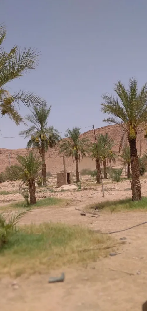 Vente Terrain Agricole Biskra El hadjeb