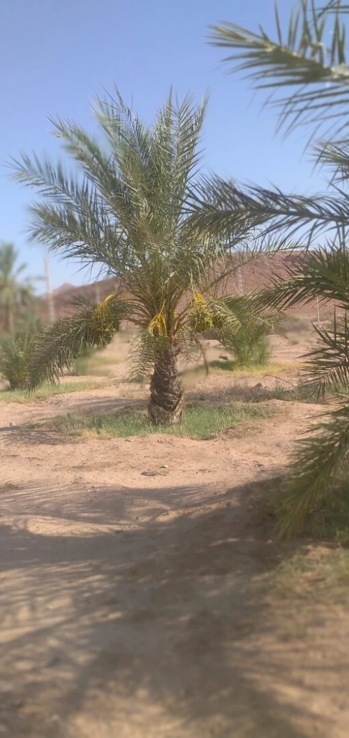 Vente Terrain Agricole Biskra El hadjeb
